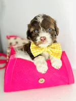 Dior, a male Maltipoo for sale in Houston, TX – 3 of 3