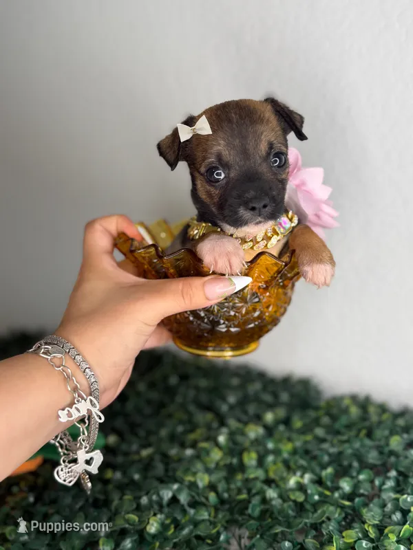 Pixie  – Chihuahua puppy for sale in Houston, TX