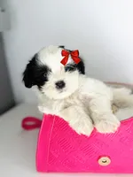 Dream , a female Shih Tzu for sale in Houston, TX – 3 of 3