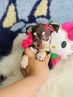 Minnie 🥰🐾, a female Chihuahua for sale in Houston, TX – 1 of 2