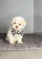 Milo 🐶🐾, a male Shih Tzu for sale in Houston, TX – Photo 3 of 3