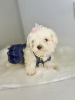Princess 👑 , a female Maltipoo for sale in Houston, TX – Photo 3 of 3