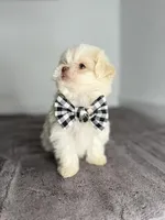 Milo 🐶🐾, a male Shih Tzu for sale in Houston, TX – Photo 2 of 3