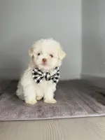 Milo 🐶🐾, a male Shih Tzu for sale in Houston, TX – Photo 1 of 3