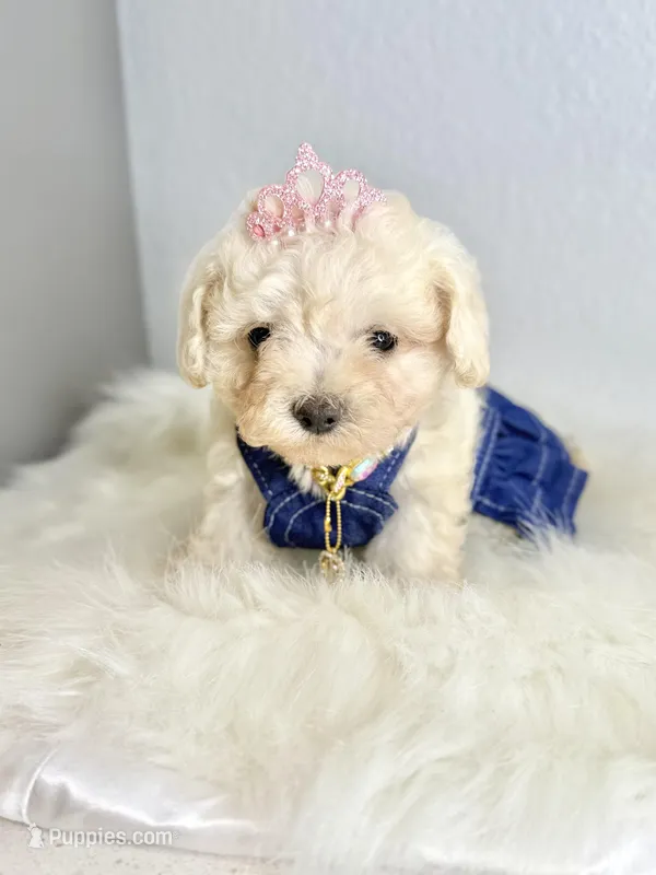 Princess 👑 , a female Maltipoo for sale in Houston, TX – Photo 1 of 3