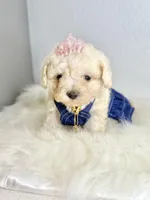 Princess 👑 , a female Maltipoo for sale in Houston, TX – Photo 1 of 3