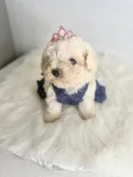 Princess 👑 , a female Maltipoo for sale in Houston, TX – Photo 2 of 3