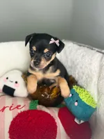 Lilly , a female Chihuahua for sale in Houston, TX – 2 of 2