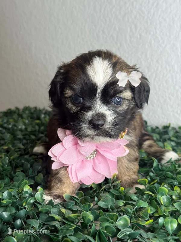 Dream  – Maltipoo puppy for sale in Houston, TX