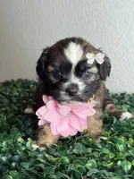 Dream , a female Maltipoo for sale in Houston, TX – 1 of 4