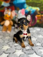 Tiny , a male Chihuahua for sale in Houston, TX – 1 of 4