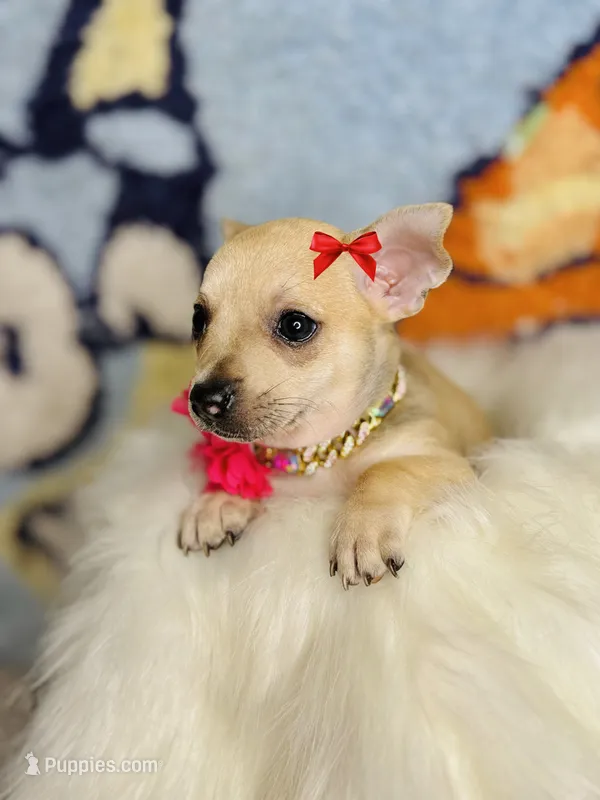 Dream 🐾 – Chihuahua puppy for sale in Houston, TX