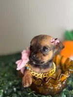 Minnie , a female Chihuahua for sale in Houston, TX – 3 of 4
