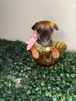 Fendi, a female Chihuahua for sale in Houston, TX – 3 of 4
