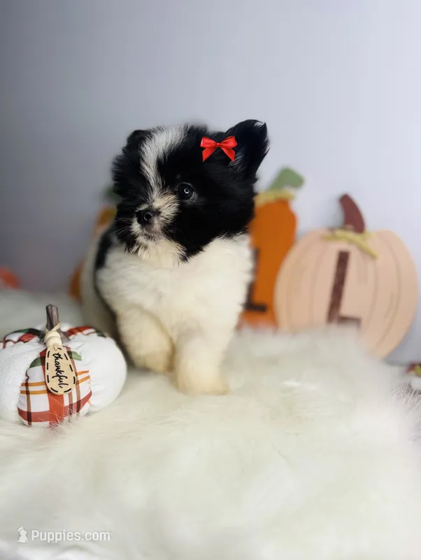 Luna 💖 – Pomeranian puppy for sale in Houston, TX