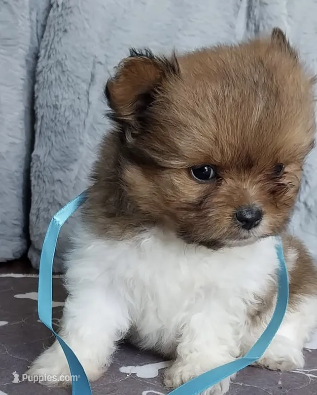 Peanut 💙 – Pomeranian puppy for sale in Houston, TX