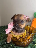 Minnie , a female Chihuahua for sale in Houston, TX – 2 of 4