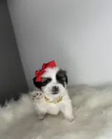 Rose 🌹 , a female Shih Tzu for sale in Houston, TX – Photo 3 of 6