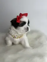 Rose 🌹 , a female Shih Tzu for sale in Houston, TX – Photo 4 of 6