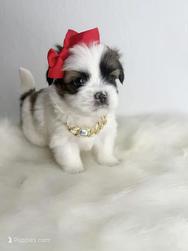 Rose 🌹 , a female Shih Tzu for sale in Houston, TX – Photo 1 of 6