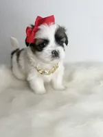 Rose 🌹 , a female Shih Tzu for sale in Houston, TX – Photo 1 of 6