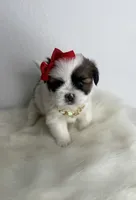 Rose 🌹 , a female Shih Tzu for sale in Houston, TX – Photo 2 of 6