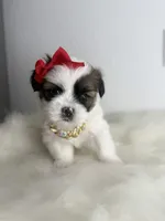 Rose 🌹 , a female Shih Tzu for sale in Houston, TX – Photo 6 of 6