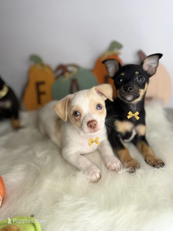 Peanut 💙 – Chihuahua puppy for sale in Houston, TX