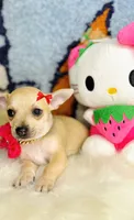 Dream 🐾, a female Chihuahua for sale in Houston, TX – 2 of 2