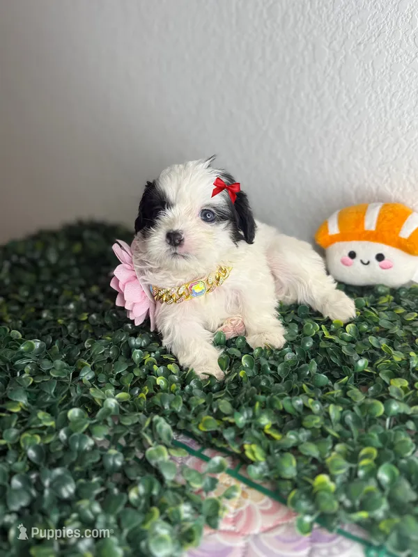 Luna  – Maltipoo puppy for sale in Houston, TX