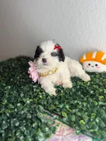 Luna , a female Maltipoo for sale in Houston, TX – 1 of 3