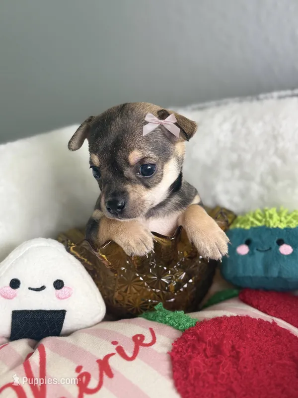 Luna  – Chihuahua puppy for sale in Houston, TX