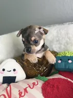 Luna , a female Chihuahua for sale in Houston, TX – 1 of 2