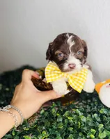 Dior, a male Maltipoo for sale in Houston, TX – 2 of 3