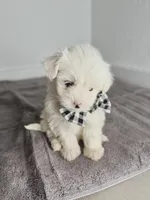 Fluffy ☁️, a male Maltipoo for sale in Houston, TX – Photo 3 of 3