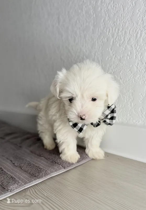 Fluffy ☁️ – Maltipoo puppy for sale in Houston, TX