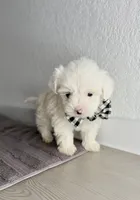 Fluffy ☁️, a male Maltipoo for sale in Houston, TX – Photo 1 of 3