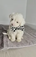 Fluffy ☁️, a male Maltipoo for sale in Houston, TX – Photo 2 of 3