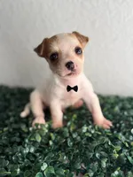 Milo, a male Chihuahua for sale in Houston, TX – 3 of 4