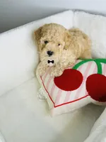 Milo, a male Poodle - Toy  for sale in Houston, TX – 3 of 3