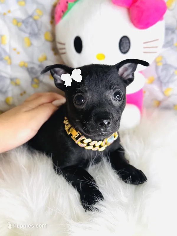 Lola 🐾💖 – Chihuahua puppy for sale in Houston, TX