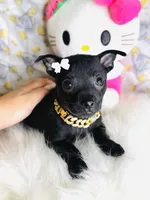 Lola 🐾💖, a female Chihuahua for sale in Houston, TX – 1 of 3