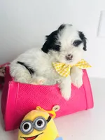 Fendi, a male Maltipoo for sale in Houston, TX – 5 of 5
