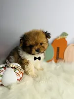 Peanut 💙, a male Pomeranian for sale in Houston, TX – 3 of 3