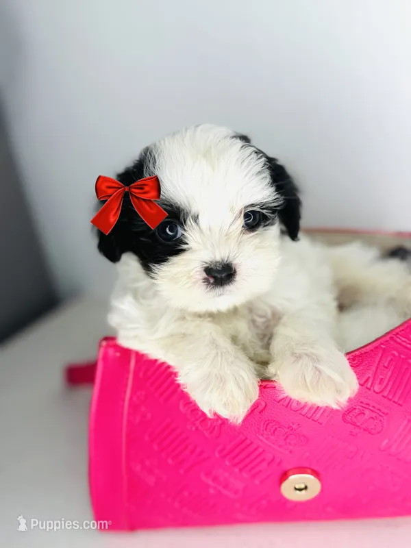 Luna  – Maltipoo puppy for sale in Houston, TX