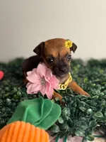 Fendi, a female Chihuahua for sale in Houston, TX – 4 of 4