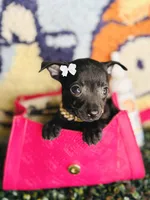 Lola 🐾💖, a female Chihuahua for sale in Houston, TX – 3 of 3