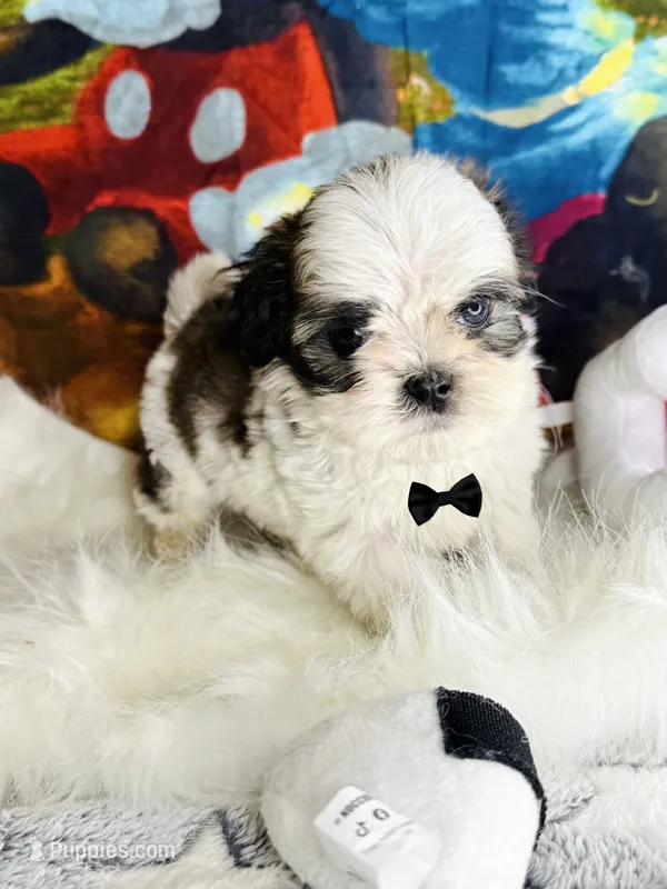 Moon  – Shih Tzu puppy for sale in Houston, TX