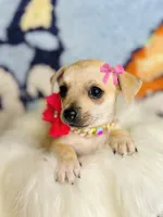 Lilly 🐾😍, a female Chihuahua for sale in Houston, TX – 1 of 2