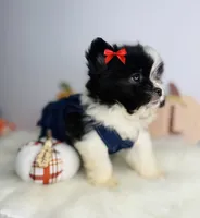Luna 💖, a female Pomeranian for sale in Houston, TX – 2 of 3